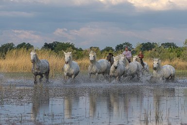 Chevaux dans les marais recadrer en éliminant les cavaliers de gauche, vers le bas aligner un peu au dessus du reflet comme ICI