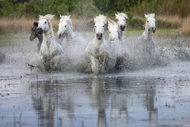 Chevaux dans les marais