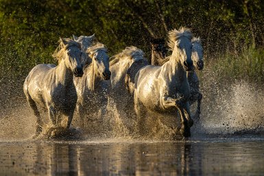 Chevaux dans les marais réduire l'aspect 