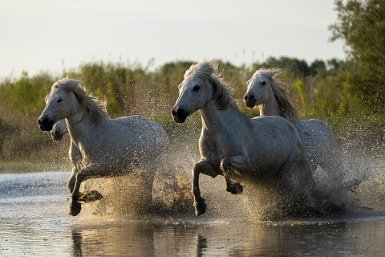 Chevaux dans les marais