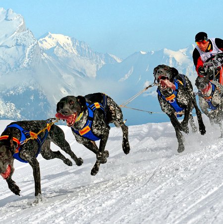 chiens de traineaux