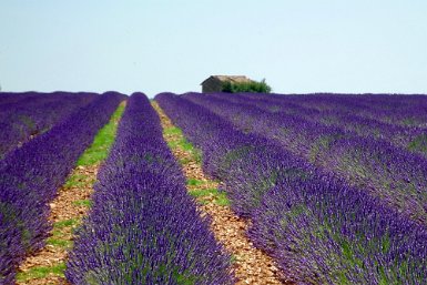 Valensole recadrer en 3/2 désaturer les verts