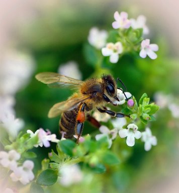 abeille rotation 90] à droite