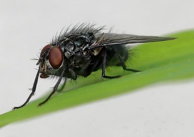 Mouche ajouter de la matière à gauche devant la mouche et cadrage 3/2