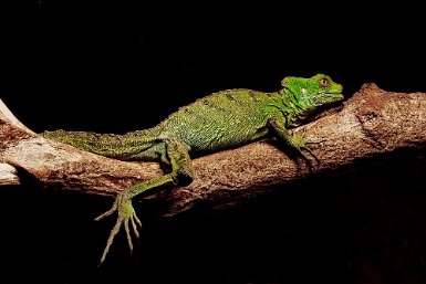 Anolis des Bermudes recadrer en 3/2 en dégageant à droite