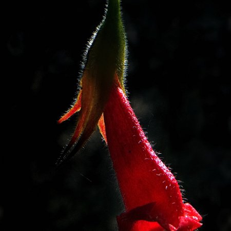 fleur les 3 à monter en tryptique