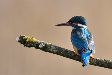 Martin pêcheur à retourner ?