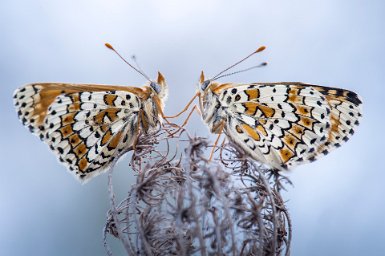 Duo mélitée du plantain