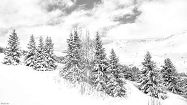 les sapins sous la neige attention aux formats : 16/9