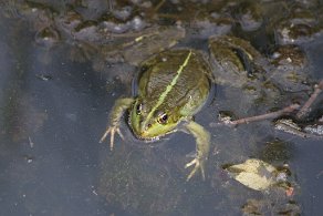 regard de grenouille grenouille