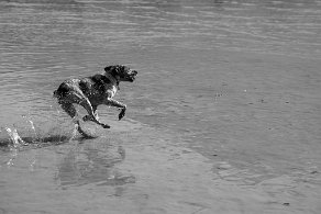 vie de chien lac Annecy 2018