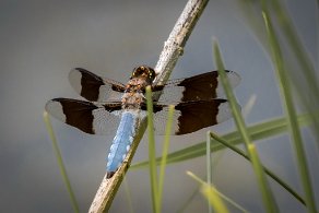 Plathemis