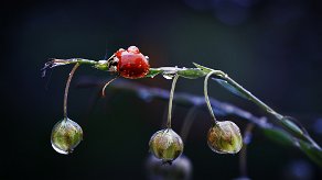 la coccinelle