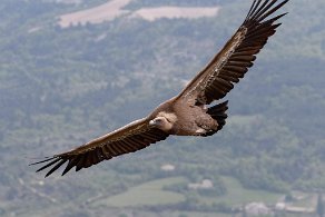 vautour Fauve au rocher du Caire