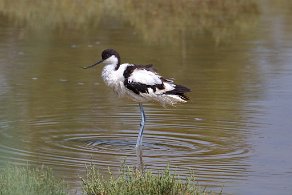 avocette Camargue