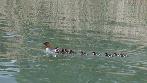 transport en commun Lac Annecy