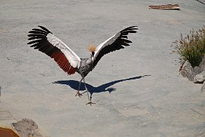 grue à crête Les Dombes