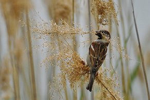 temps des amours oiseau