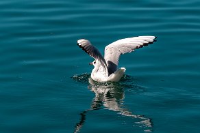 mouette rieuse