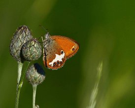 papillon Céphale