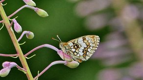 papillon de montagne