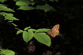 vieux papillon