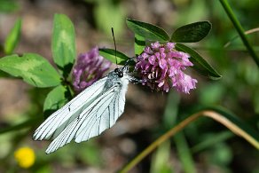 Papillon Gazé