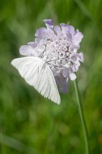 Papillon la piéride du navet