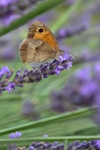 Papillon et Lavande.