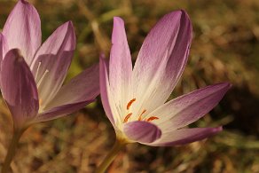 colchicum cilicicum jardin botanique metz