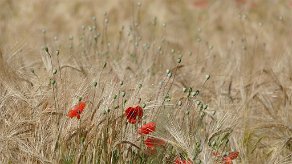 coquelicots