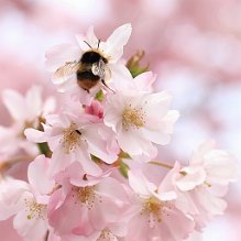 complicite bombus butinant