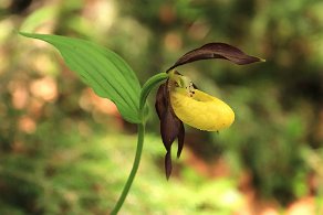 sabot de vénus orchis