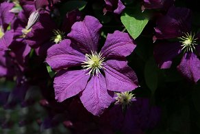 viola clematite