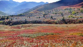 myrtilliers en automne