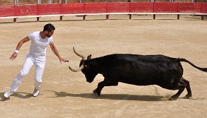 Course camarguaise.